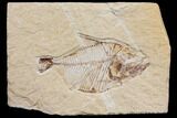 Fossil Fish (Diplomystus Birdi) - Hjoula, Lebanon #147203-1